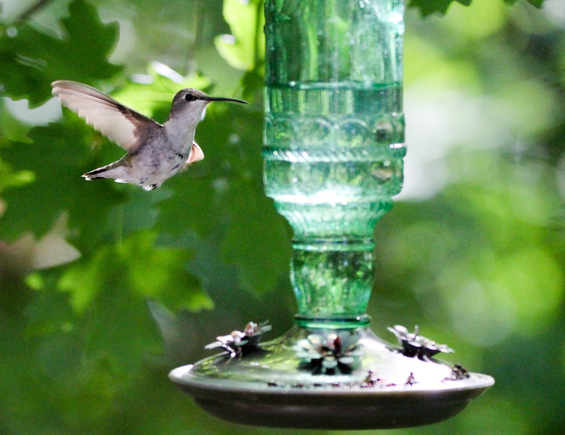 Learn how to keep bees away from hummingbird feeders Gardeningetc