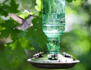 Hummingbird at a hummingbird feeder