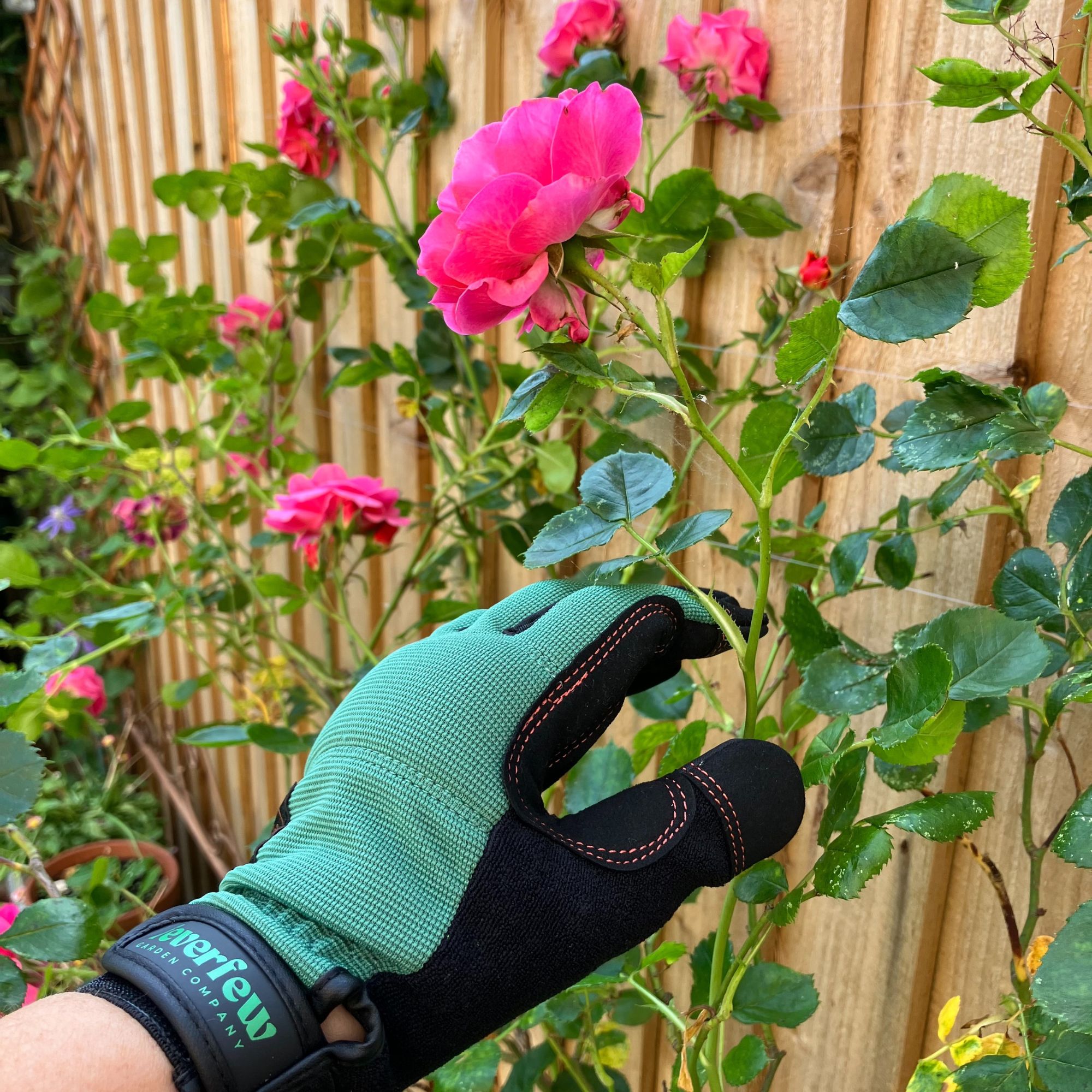 gardening gloves by fence with roses