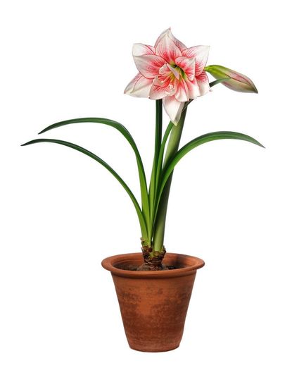 amaryllis