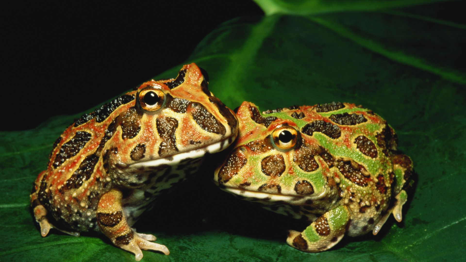 Two pacman frogs sitting together on a green leaf
