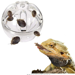 Bearded Dragon Feeder Toy