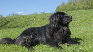 Newfoundland dog lying down in grassy meadow