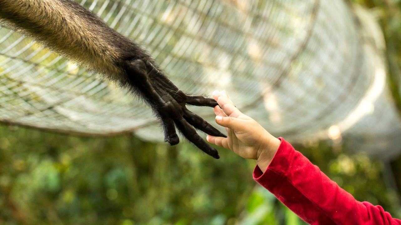 Monkey and child connecting through a wire mesh, creating a heartwarming moment of interspecies interaction in a lush forest environment