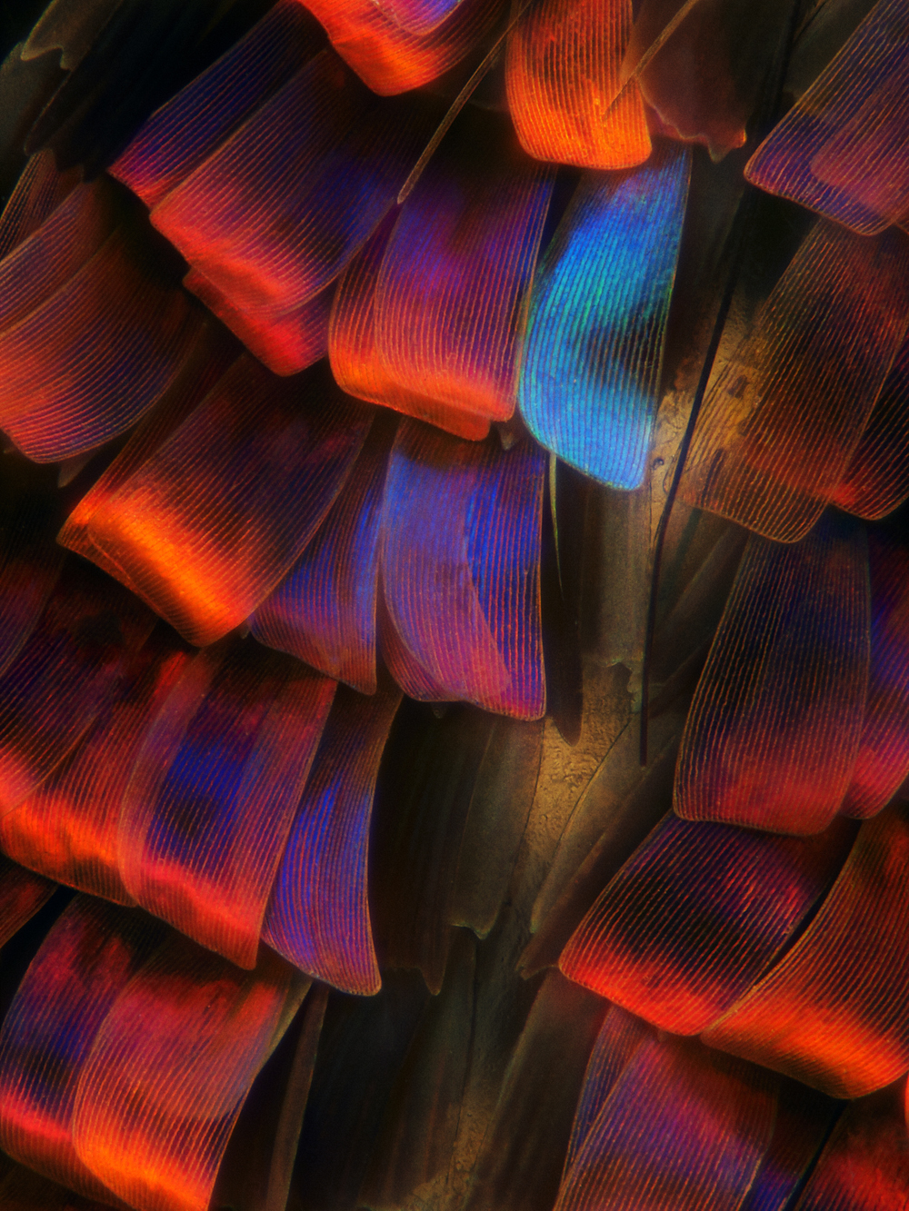 nikon small world competition, moth