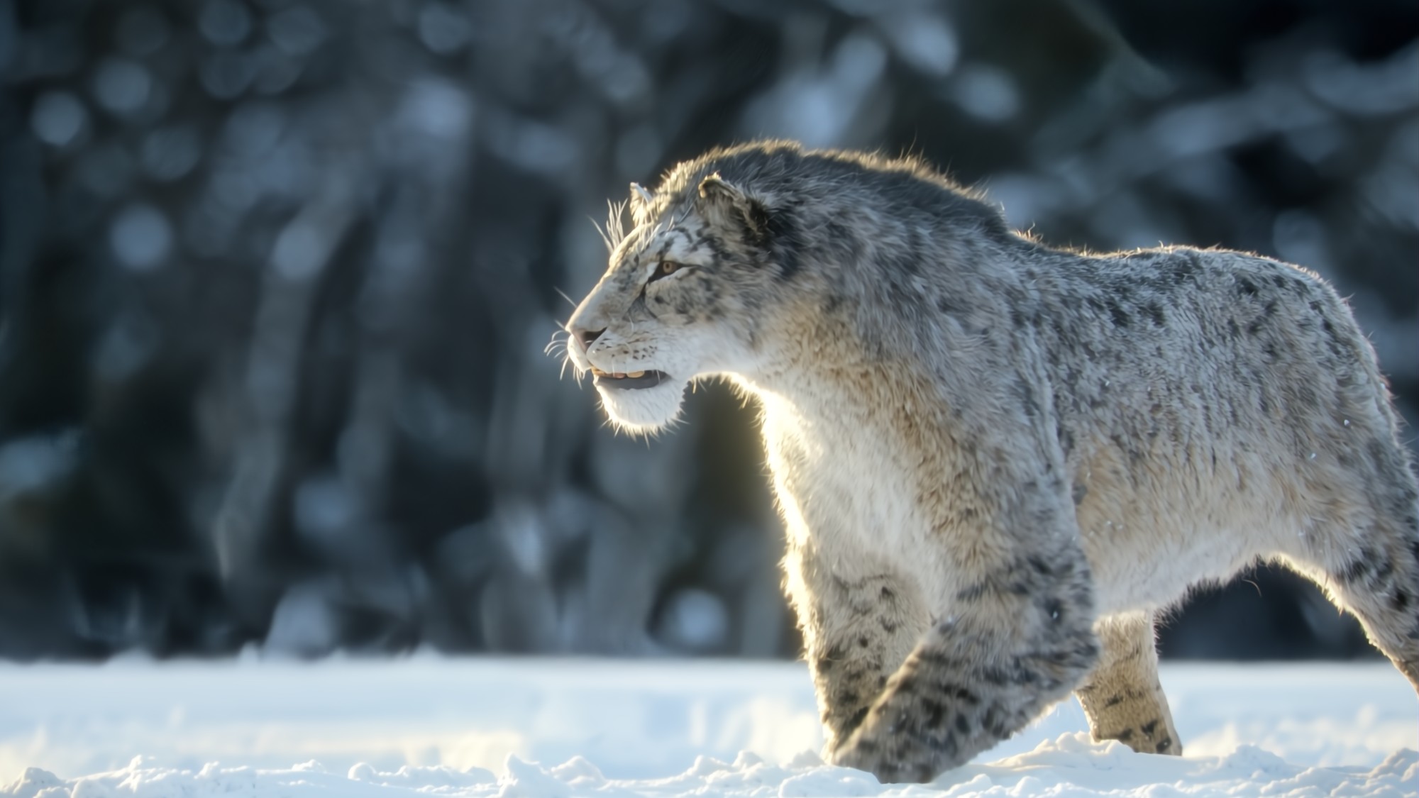 Homotherium, a scimitar-toothed cat, in &ldquo;Prehistoric Planet: Ice Age,&rdquo; now streaming on Apple TV.