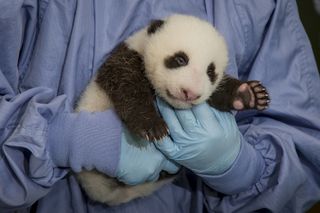 giant panda cub, cute baby animals, San Diego Zoo