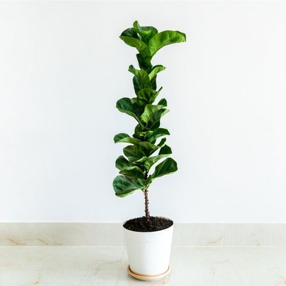 Ficus Lyrata Teak Banyan Tree in white wall room