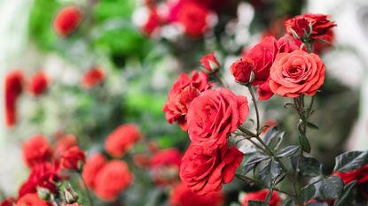 Roses on a rose bush