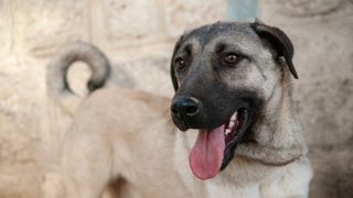 Anatolian Shepherd