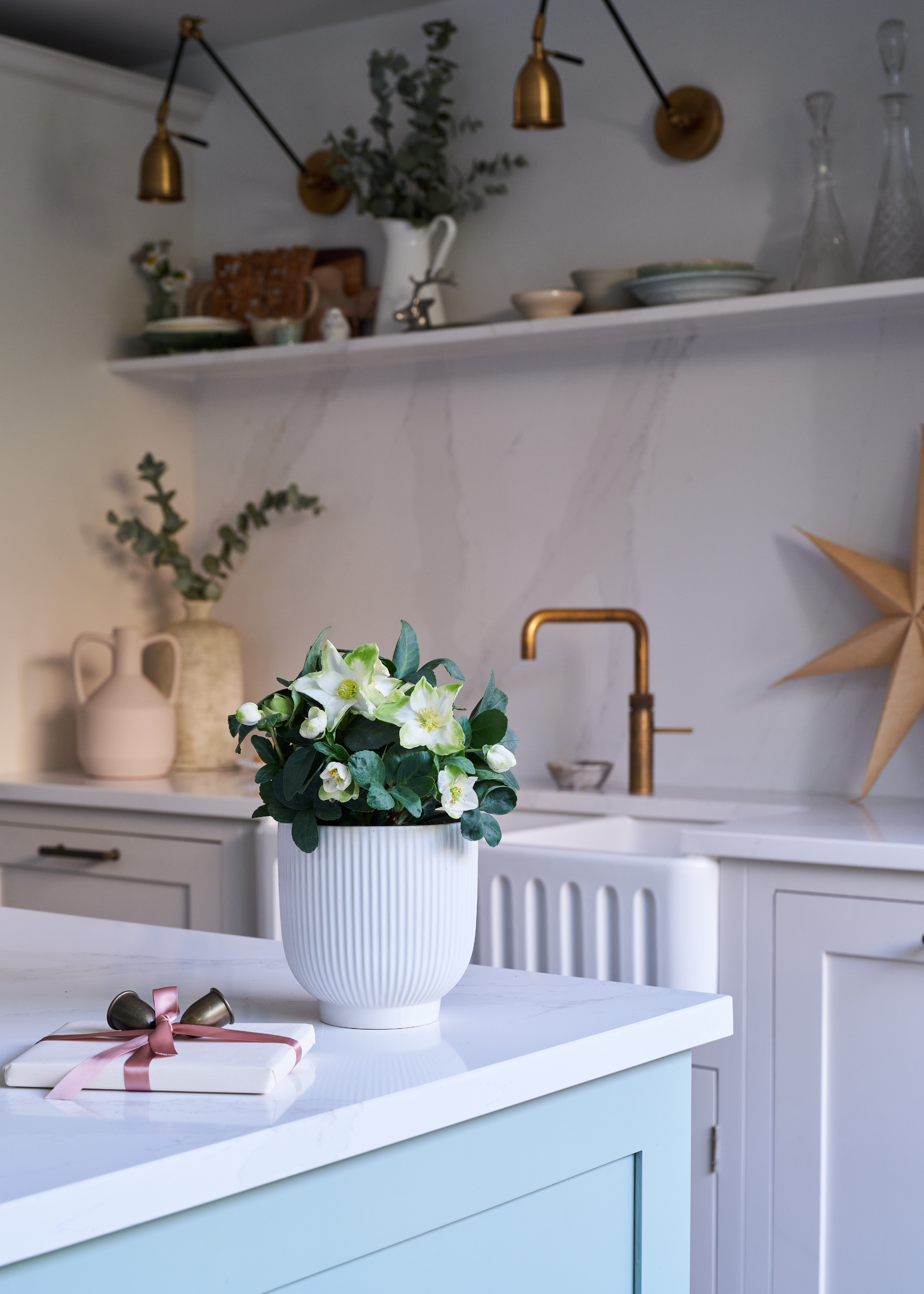 A potted hellebore plant in a ridged planter on a kitchen island