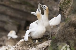 A gannet pair