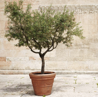 Frantoio olive tree, Fast Growing Trees