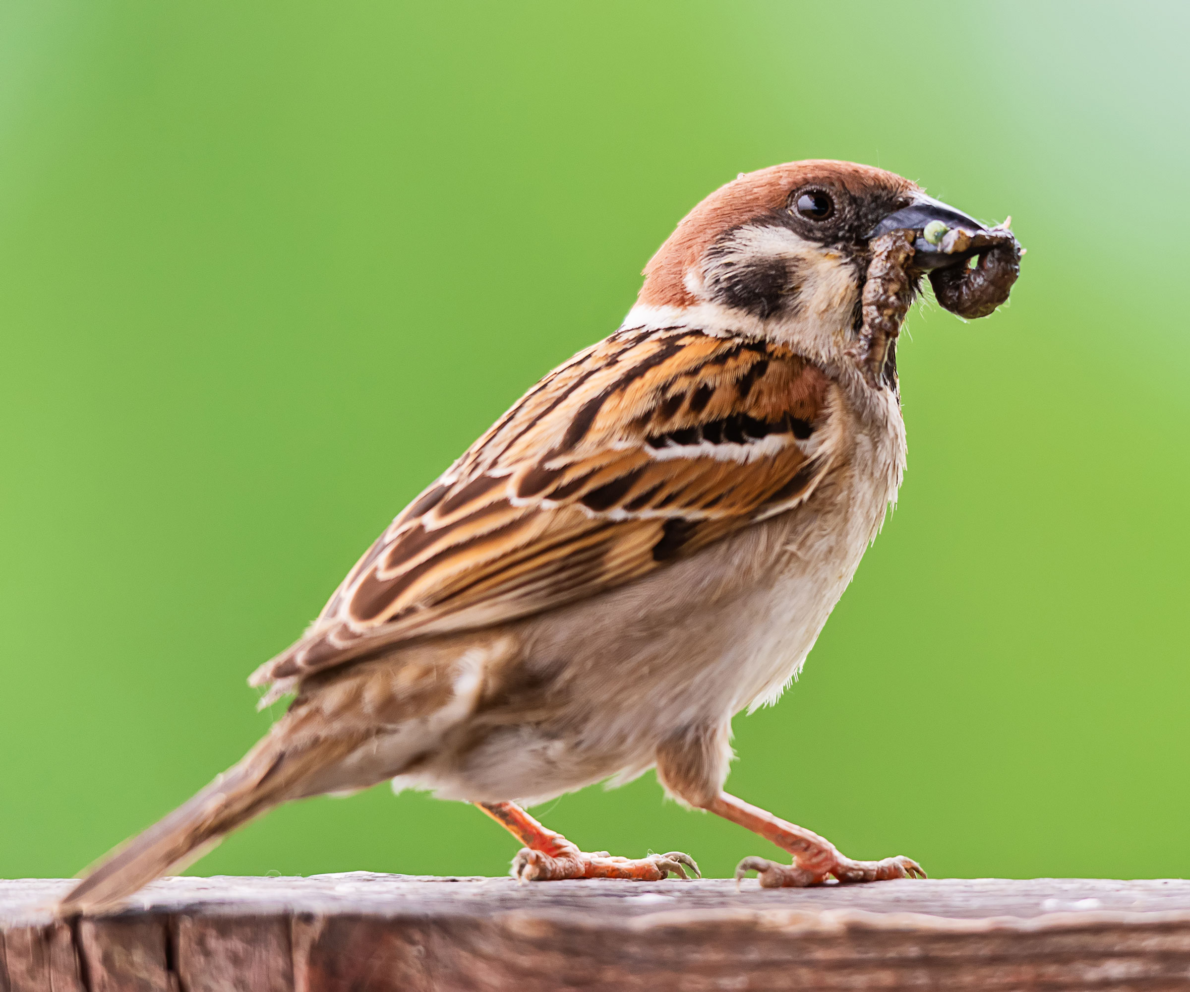sparrow holding grub sitting on wooden fence