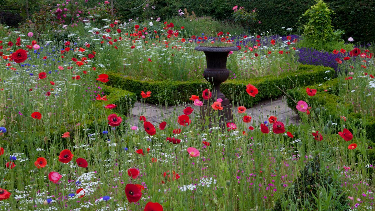 How to plant a wildflower meadow: in gardens of all sizes