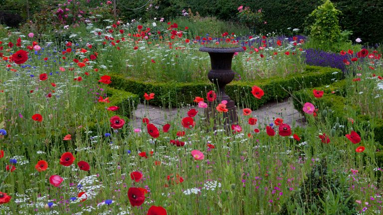 wildflower meadow planted in a parterre