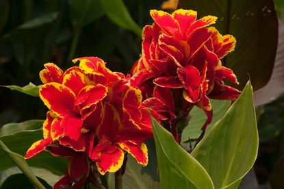 Red-Yellow Canna Lilies