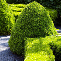 American Boxwood Shrub, Fast Growing Trees