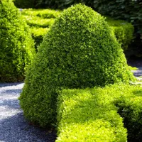 American Boxwood Shrub, Fast Growing Trees
