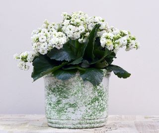 White kalanchoe plant in pale green ceramic pot