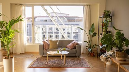 Sunny living room with furniture, plants, bright window