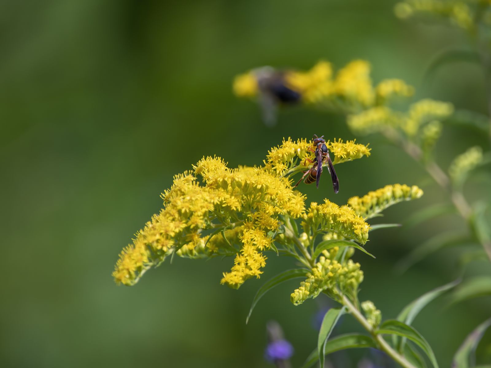 The 5 worst flowers for allergies, according to experts Livingetc