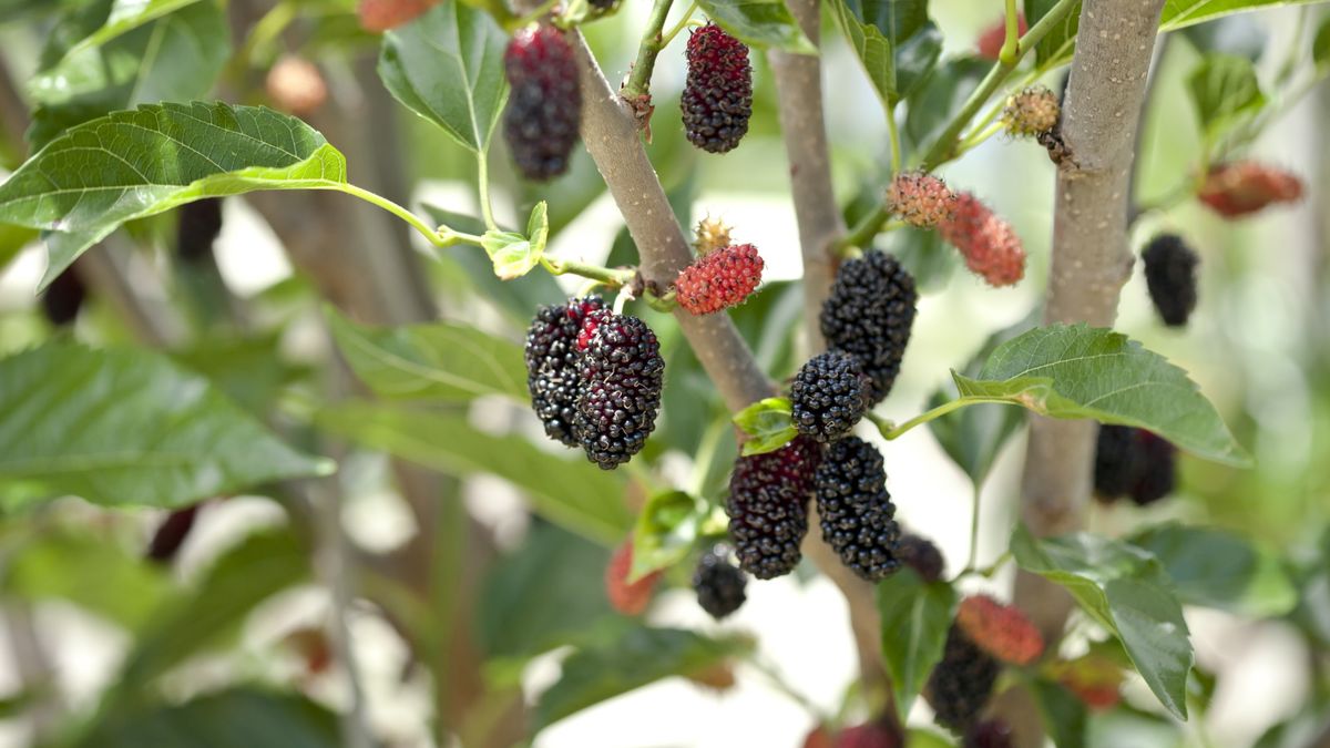 How to get a mulberry tree to fruit: 3 expert tips | Homes & Gardens