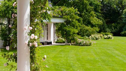 lawn with climbing rose