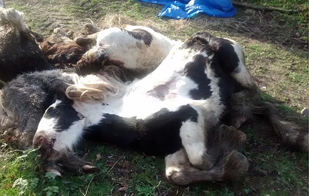 RSPCA-horse2