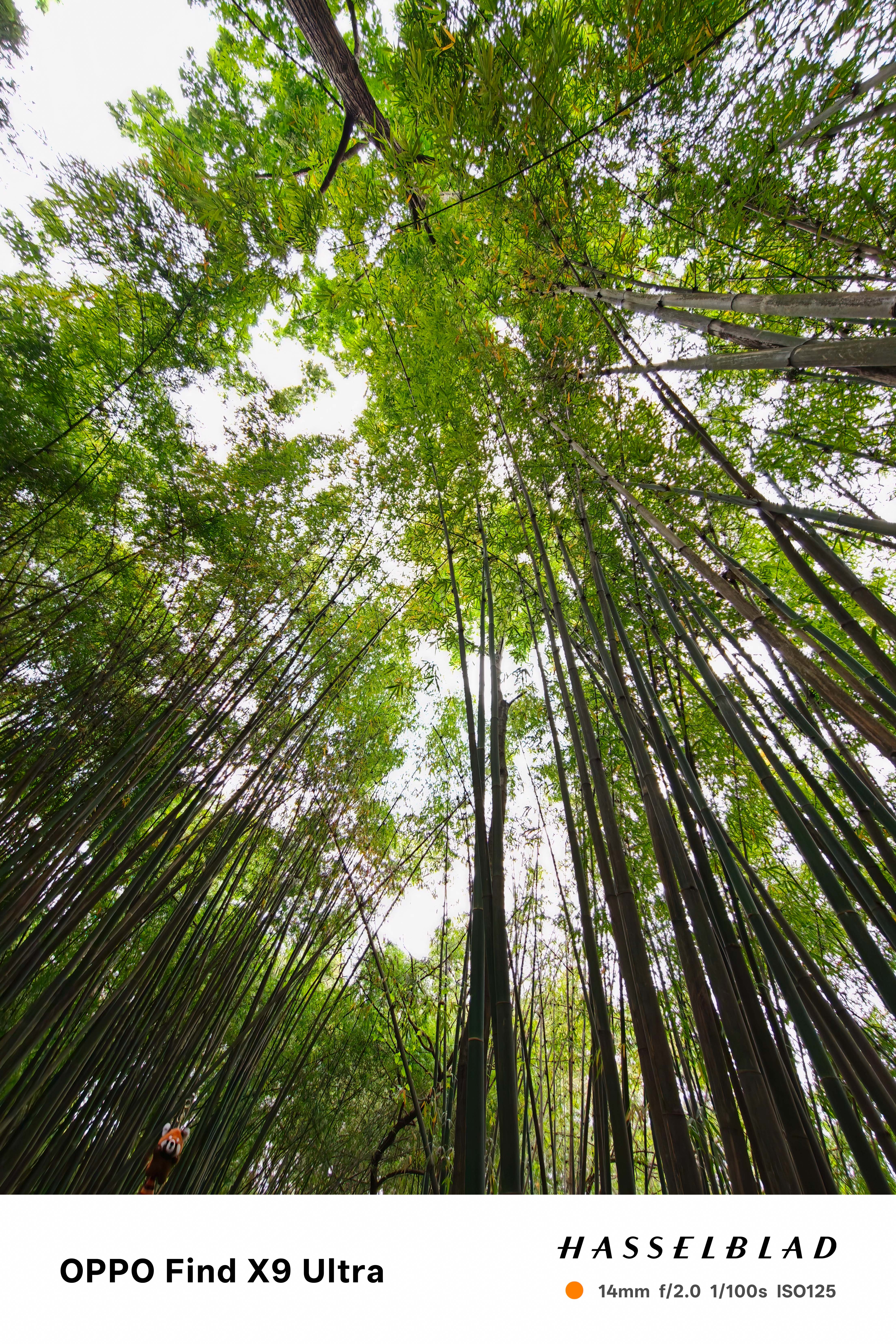Upward ultra-wide view through tall bamboo stalks and dense green canopy against a bright sky