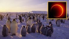 A penguin colony of chicks and adults waddle on a snowy surface with a boxout in the top right of the image showing a solar eclipse, a ring of glowing yellow light against a dark background