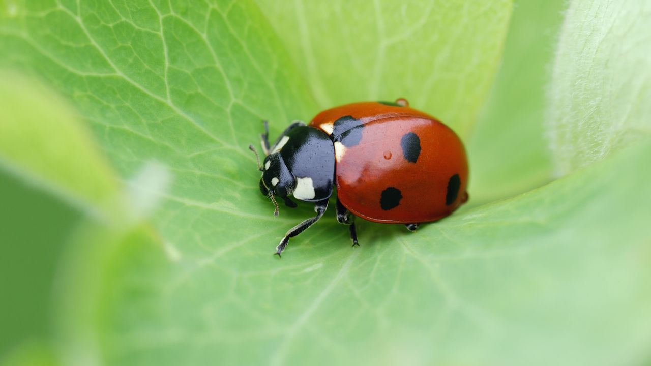 Ladybug on a green leaf