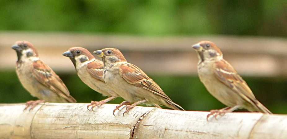 Birds on a perch, biodiversity, chemicals, environmental impact