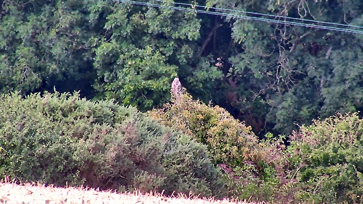 GoBirding Vision Master