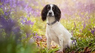 English springer spaniel in field of bluebells