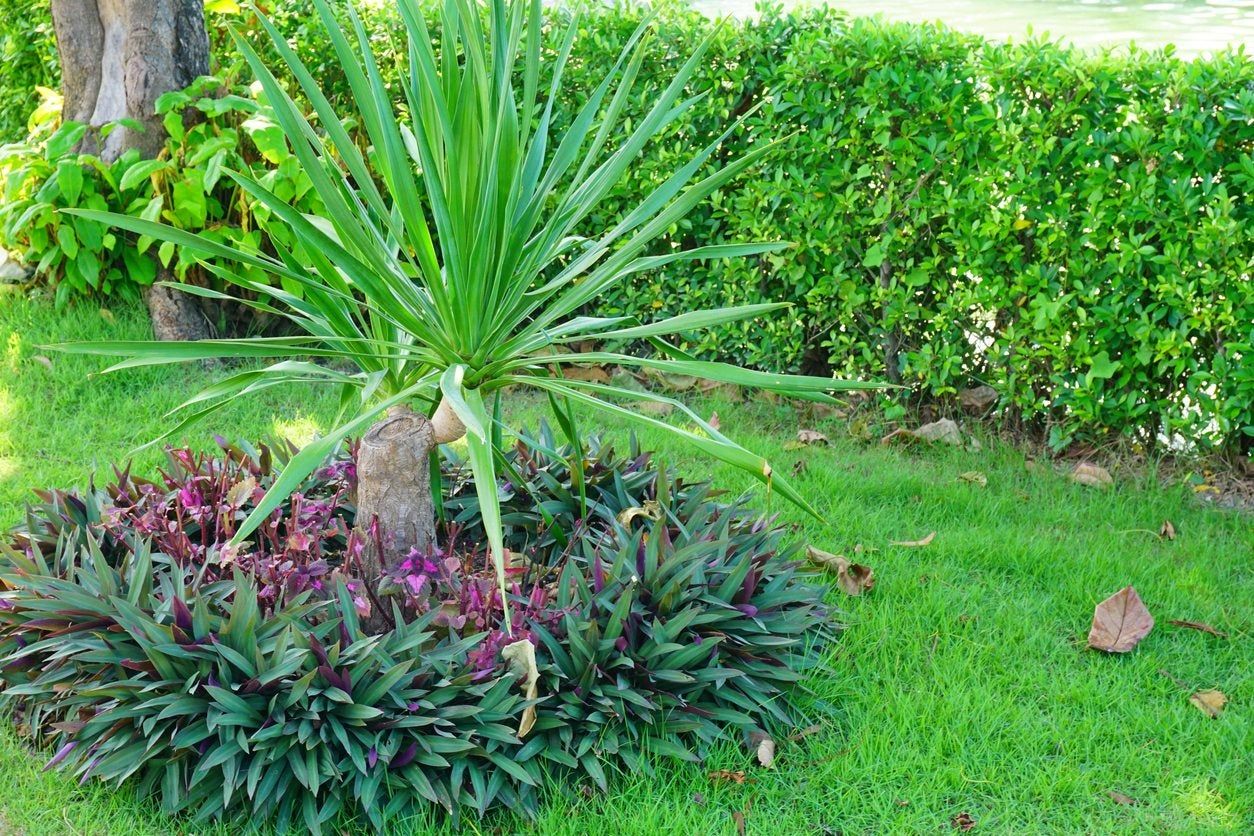 Dracaena Outdoors In The Yard