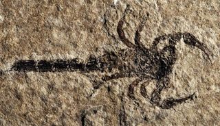 The first specimens of the new scorpion species Eramoscorpius brucensis were discovered in landscaping stone in people's backyards and patios. The rocks were quarried in Canada, but the fossils are very rare, said lead researcher Janet Waddington of the Royal Ontario Museum.