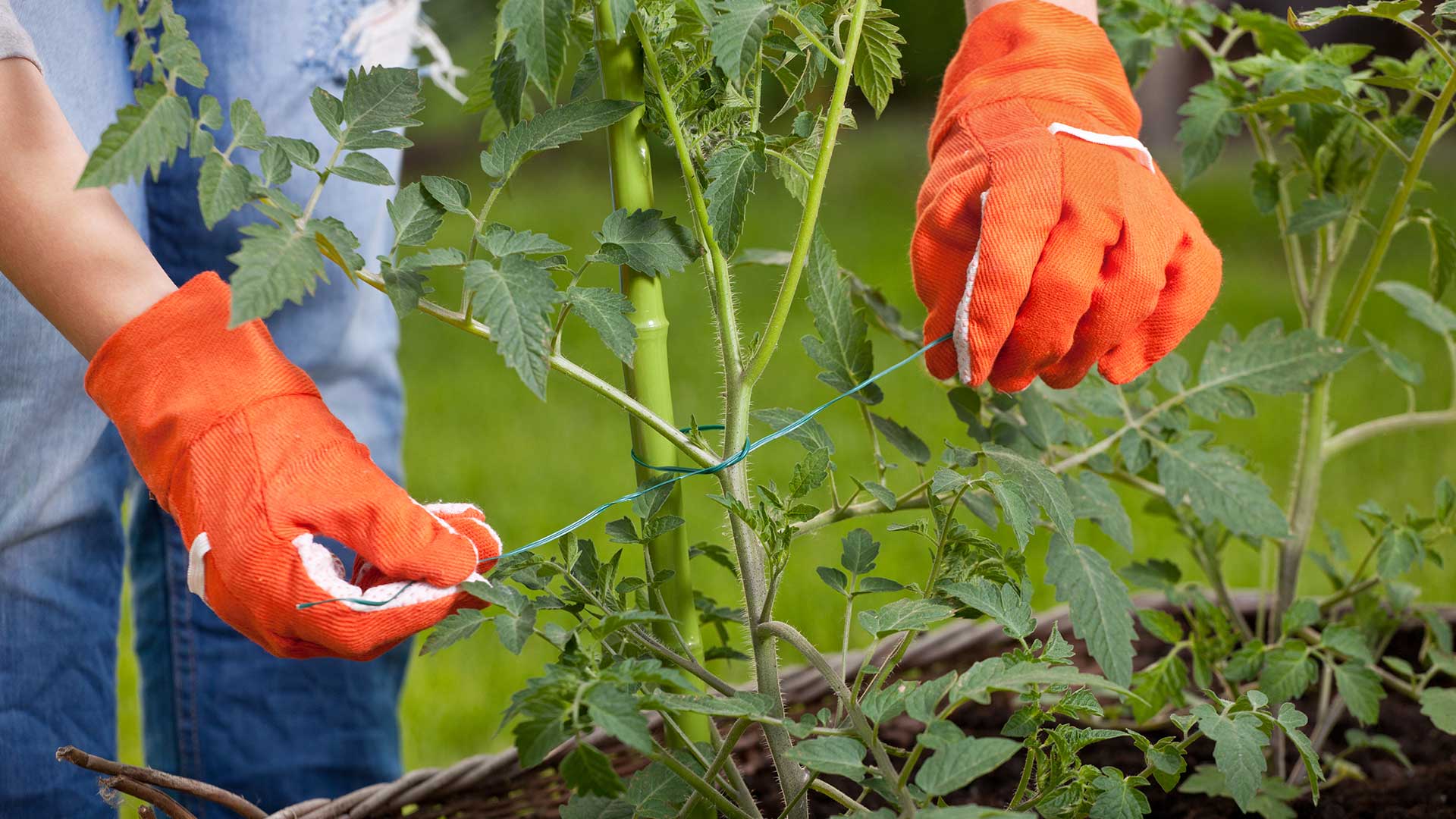 tying in tomato plant to support