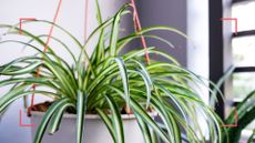 A spider plant in a hanging baskets beside a window with black shutters