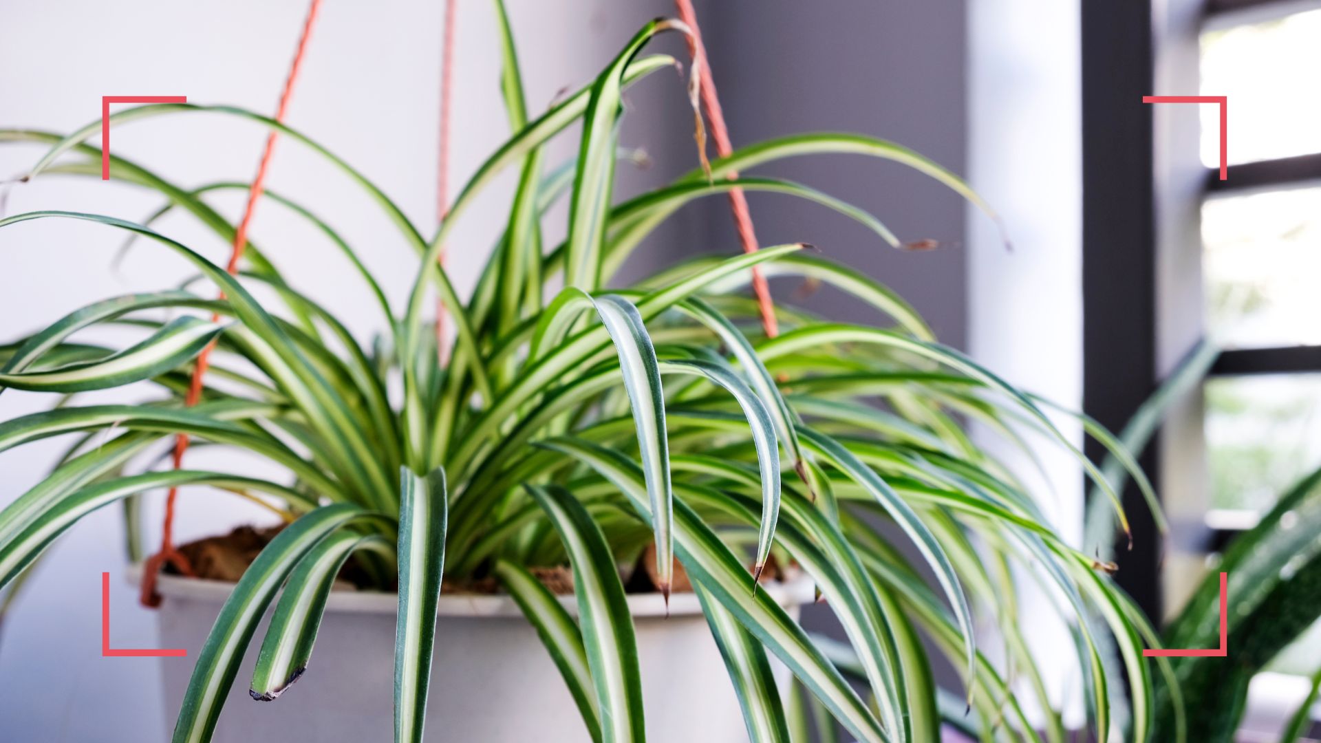 A spider plant in a hanging baskets beside a window with black shutters to ask why is my spider plant turning brown