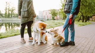 2 dogs meeting out on a walk