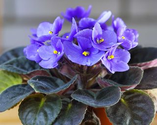 Close-up of African violets in bloom in a pot indoors