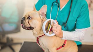 Brown dog sitting on a veterinary table while vet giving microchip