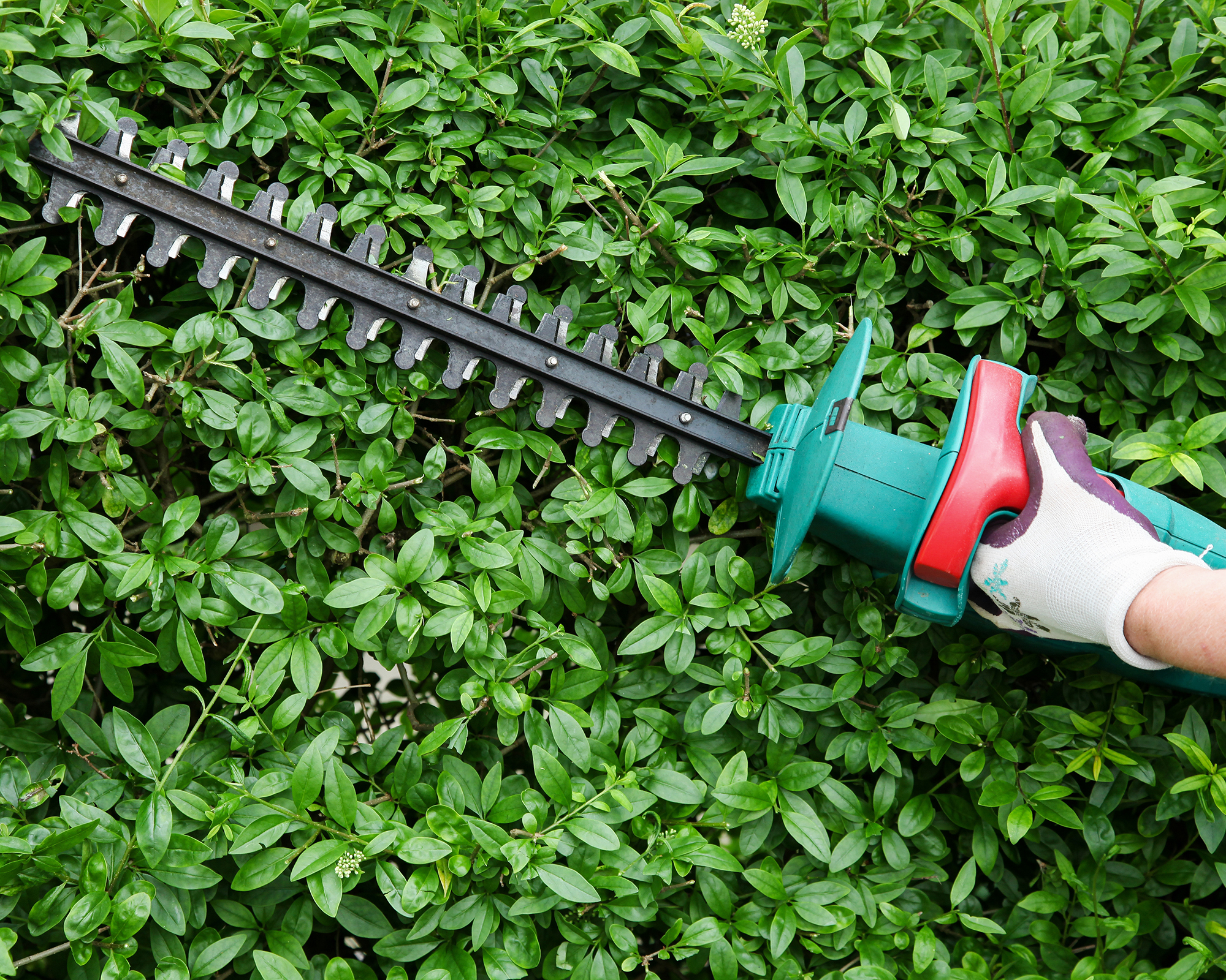 Gardener trims hedge with cordless trimmer