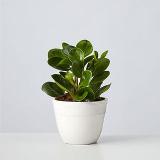 Baby rubber plant from plants.com
