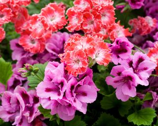 Clustered flowers of pink and red pelargoniums
