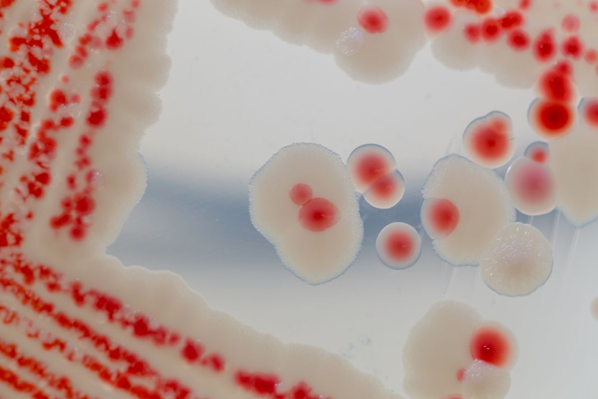 Pink mould in shower? Why it might be more disgusting than you think