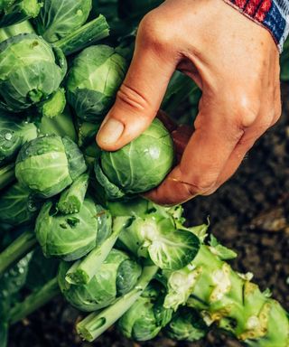 Harvesting individual brussels sprouts by hand