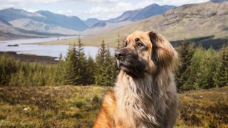 Leonberger stood outside with mountains in the background