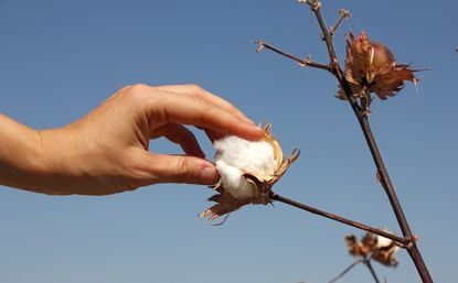 Cotton Beginning to Bloom: Pay Attention to Growth!! (Collins & Edmisten)